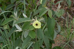 Decaschistia crotonifolia